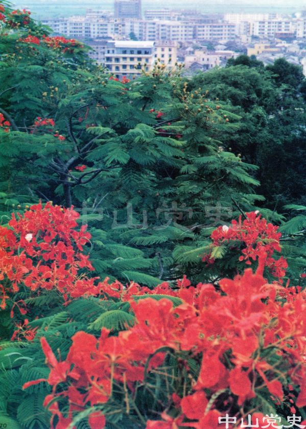 4.鮮花盛開的中山.jpg