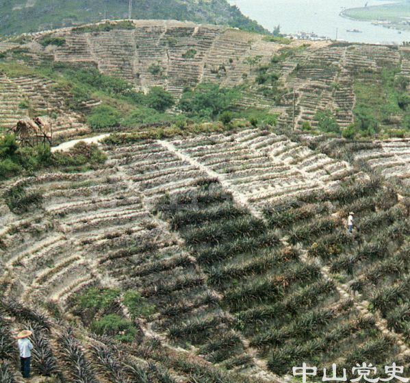 菠蘿園.jpg