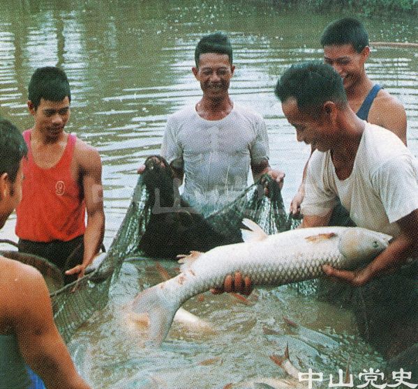捕撈塘魚.jpg