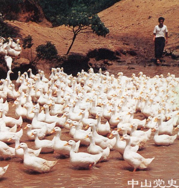 放養(yǎng)北京鴨.jpg