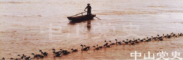 放養(yǎng)群鵝.jpg
