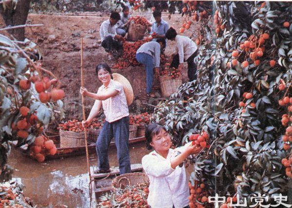 荔枝熟了紅艷艷.jpg