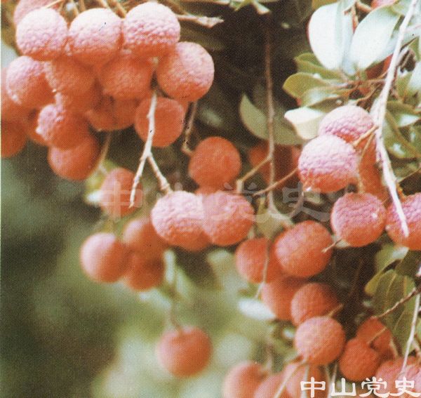 嶺南佳果——桂味荔枝.jpg
