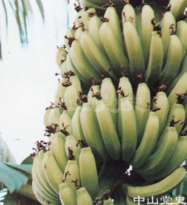 茂生園香蕉.jpg