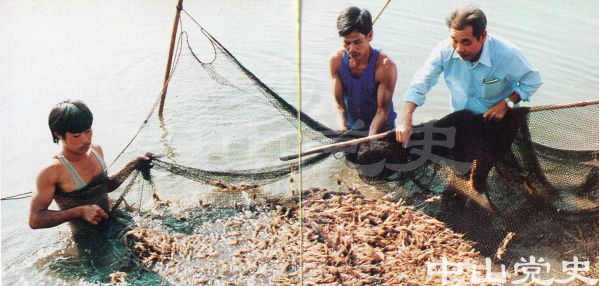 人工養(yǎng)殖良種蝦.jpg