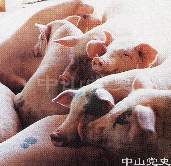 瘦肉型豬.jpg