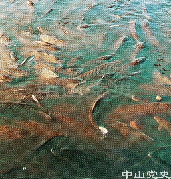 育肥魚.jpg