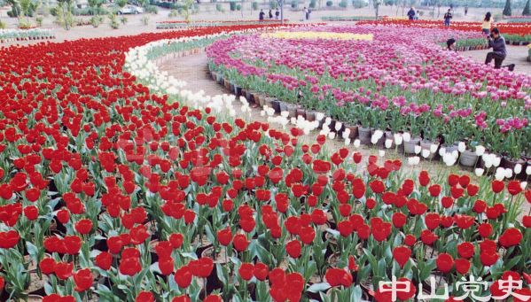 19.紫馬嶺公園郁金香展.jpg