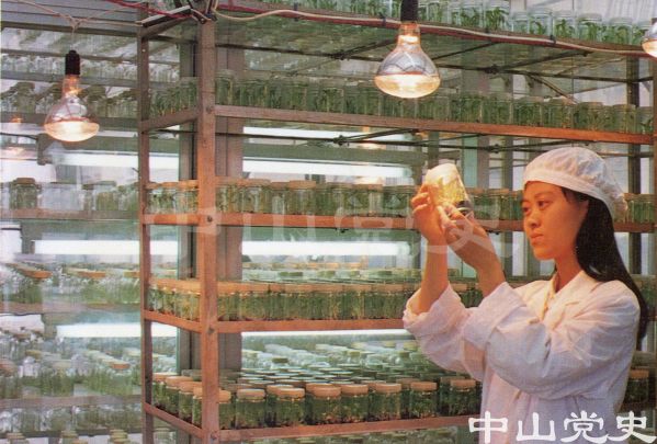生物工程技術應用——蕉苗培植.jpg