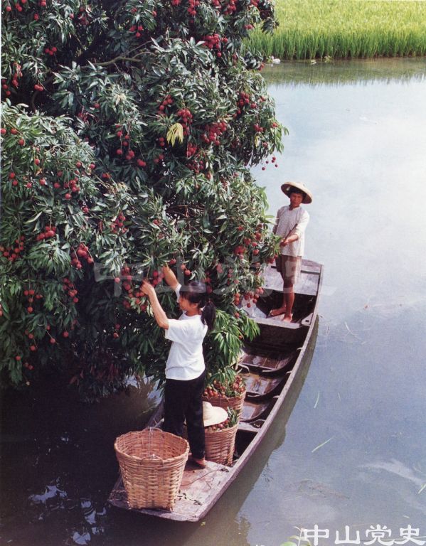 荔枝紅了.jpg