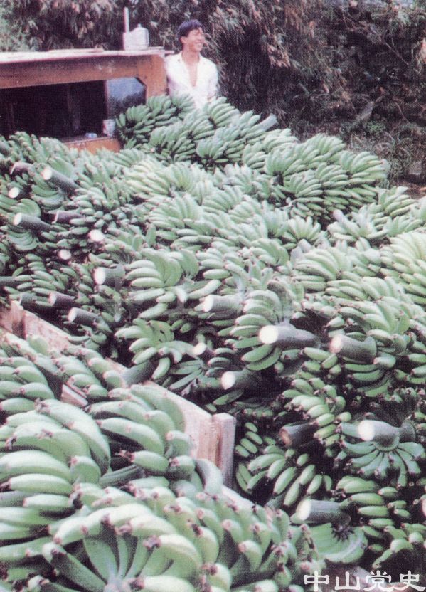 茂生香蕉.jpg