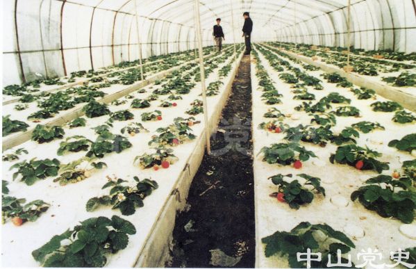 無土栽培草莓.jpg