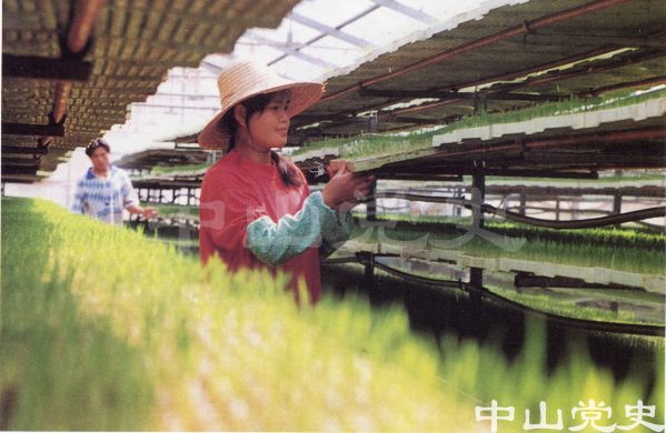 室內(nèi)育秧.jpg