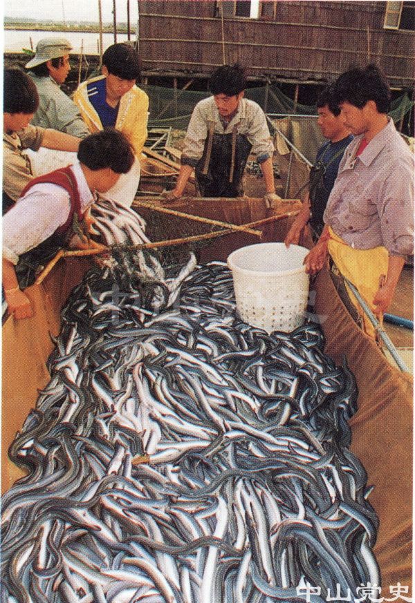 鰻魚.jpg