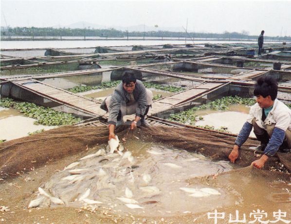 桂花魚養(yǎng)殖.jpg