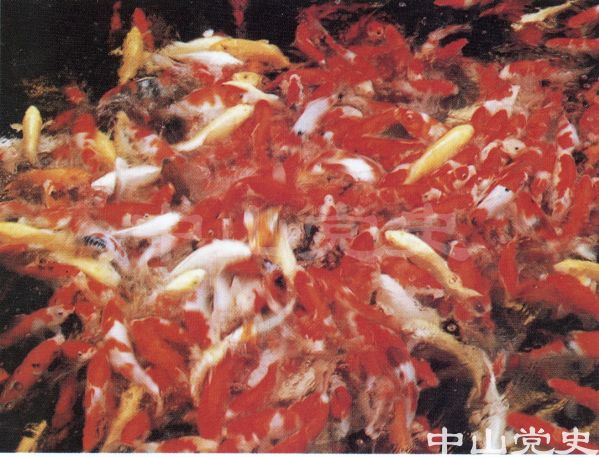 養(yǎng)殖觀賞魚日本錦鯉.jpg