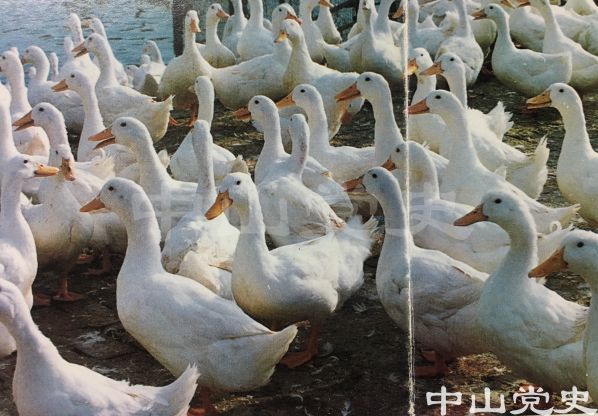 櫻桃谷鴨.jpg