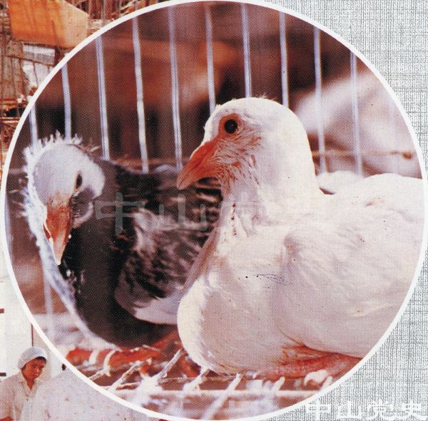 馳名石岐乳鴿.jpg