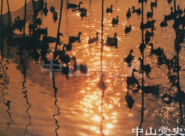 大力發(fā)展三鳥.jpg