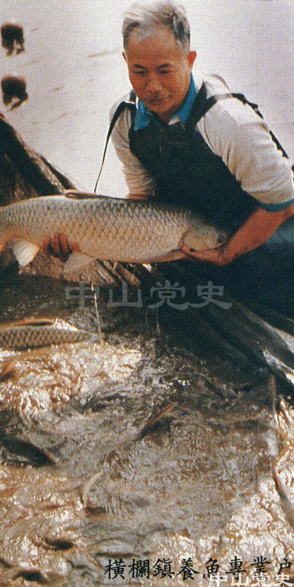 橫欄鎮(zhèn)養(yǎng)魚專業(yè)戶.jpg
