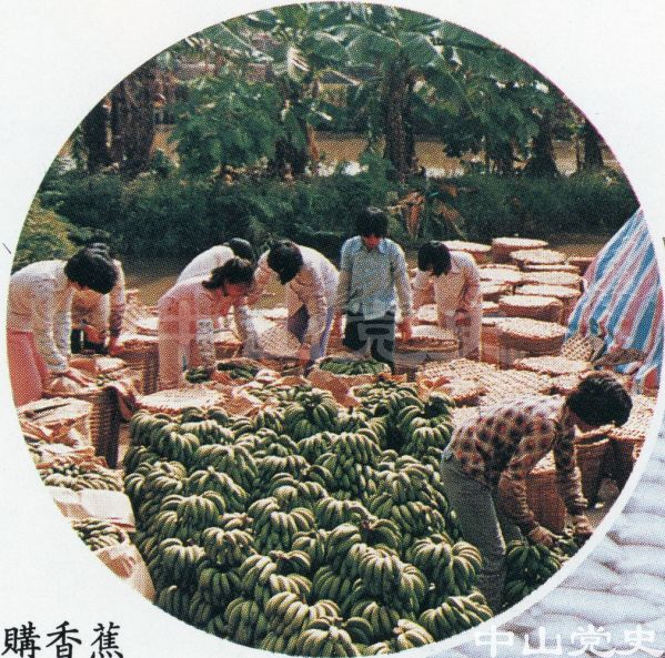 收購香蕉.jpg