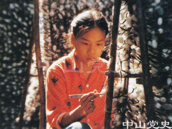 喜收蠶絲.jpg