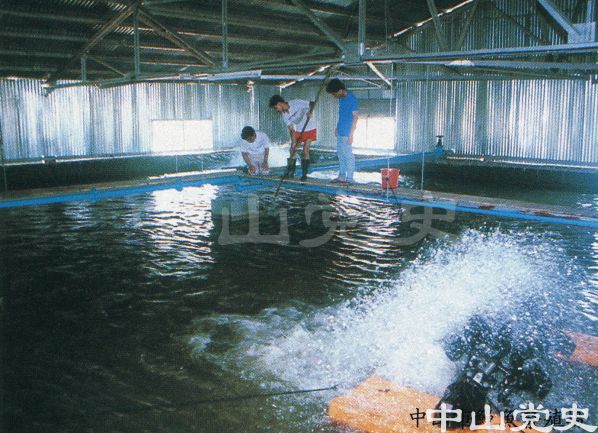 中山市鰻魚繁殖場.jpg