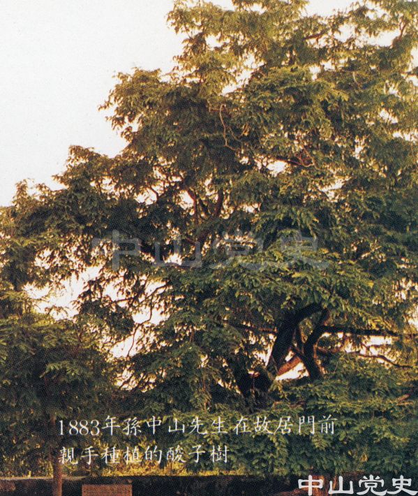 8.1883年孫中山先生在故居門前親手種植的酸子樹.jpg