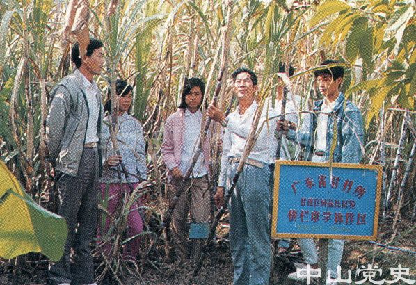 43.橫欄鎮(zhèn)農(nóng)中在甘蔗試驗(yàn)場(chǎng)實(shí)習(xí).jpg