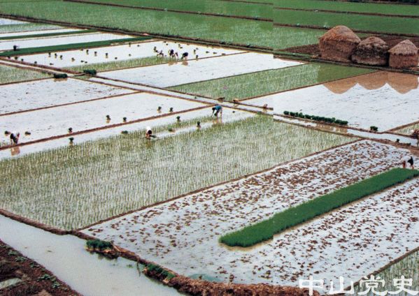 沙田水鄉(xiāng)風(fēng)采12.jpg