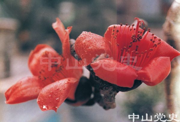 西山紅棉  何廉 攝.jpg