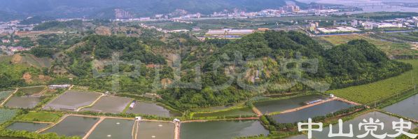 三農(nóng)-神灣菠蘿生產(chǎn)基地 劉永興 攝-2017年7月.jpg