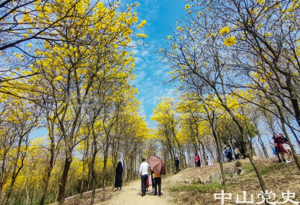 1.南朗鎮(zhèn)云梯山黃花風(fēng)鈴木綻放（易承樂(lè)攝于2022年3月）.jpg