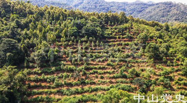 3.田心森林公園“沉香屬省級林木種質(zhì)資源庫” 文波（攝于2022年9月）.jpg