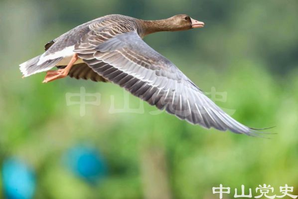 4.國家二級保護動物白額雁現(xiàn)中山（曾毅峰攝于2022年10月）.jpg